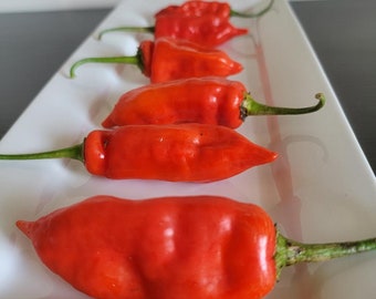 Aji Rojo Pepper Seeds A Great Producer of Beautiful Bright Red Peppers Grow At Home Container Raised Bed Vegetable Garden