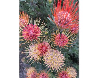 Protea Flower Greeting Card, Blank Inside Floral Art Card for Any Occasion