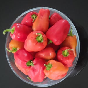 Aleppo Pepper Seeds A Rare Sweet/Hot Pepper Seed from Turkey With A Kick to It Extremely Tasty with Free Shipping / Middle Eastern Cuisine