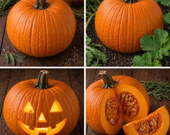 Jack O'Lantern Pumpkin Seeds