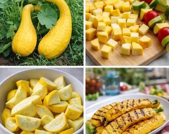 Crookneck Summer Squash Seeds – Heirloom Yellow Squash, Non-GMO, Easy to Grow Vegetable Garden Seeds