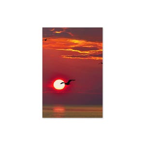 Tarjeta de felicitación con amanecer y gaviotas, perfecta para cualquier ocasión. Una hermosa escena de playa para los amantes de la naturaleza y quienes aprecian las vistas matutinas.