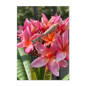 Cartão de Saudações Louva-a-Deus em Plumeria – Interior em Branco | Graça e Coragem | Cartão Exclusivo Inspirado na Natureza para Qualquer Ocasião
