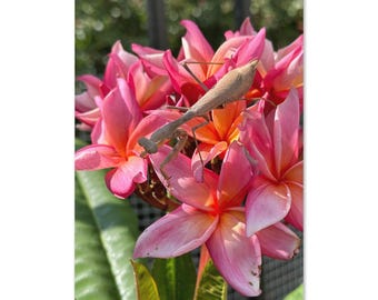 Praying Mantis on Plumeria – Blank Card, Grace & Strength