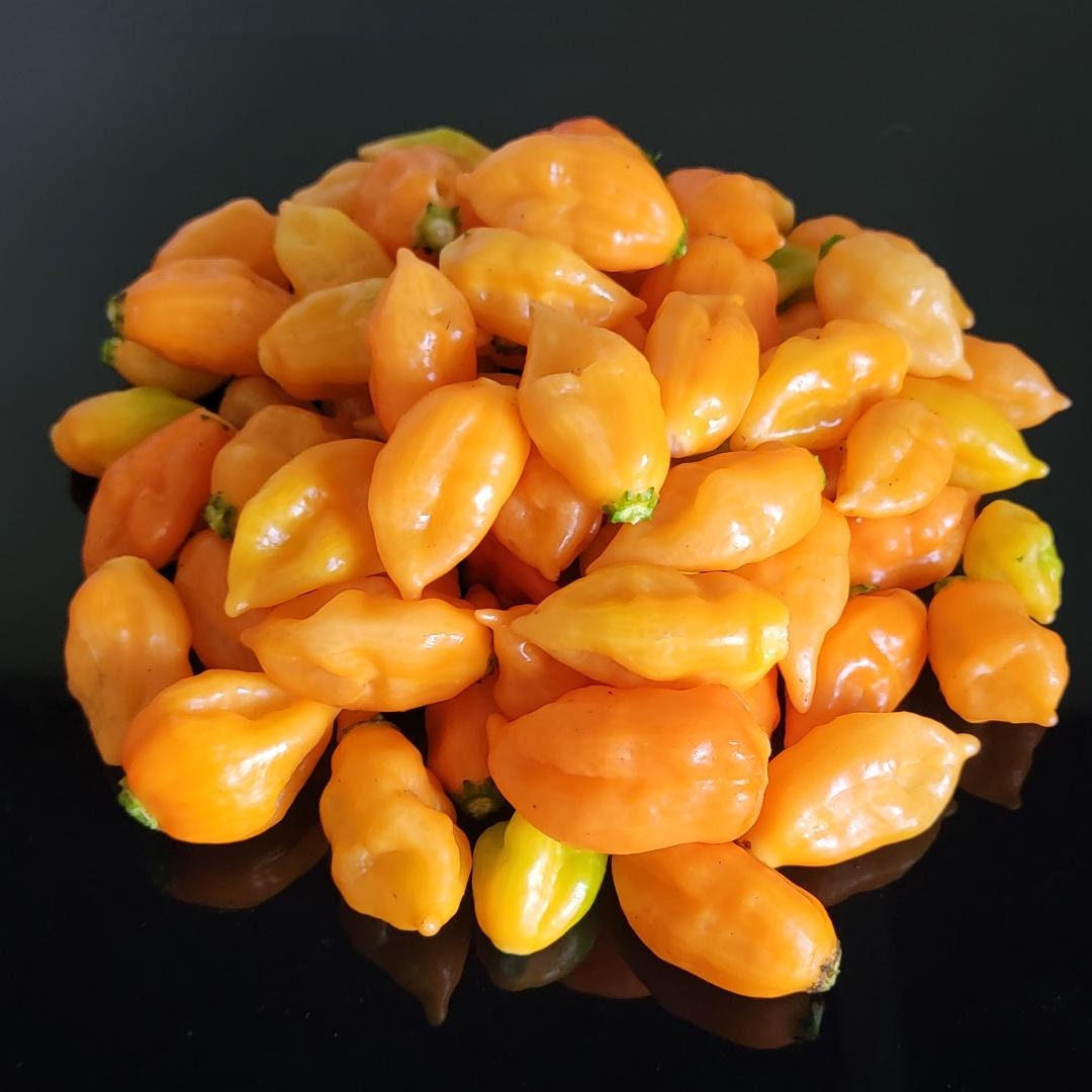 Orange Carbonero Hot Pepper Seeds Tasty Hot Peppers - Etsy