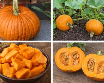 Sugar Pie Pumpkin Seeds – Heirloom Non-GMO Baking Pumpkin – Sweet Pie Variety – Organic Garden Seeds – Fall Harvest Planting