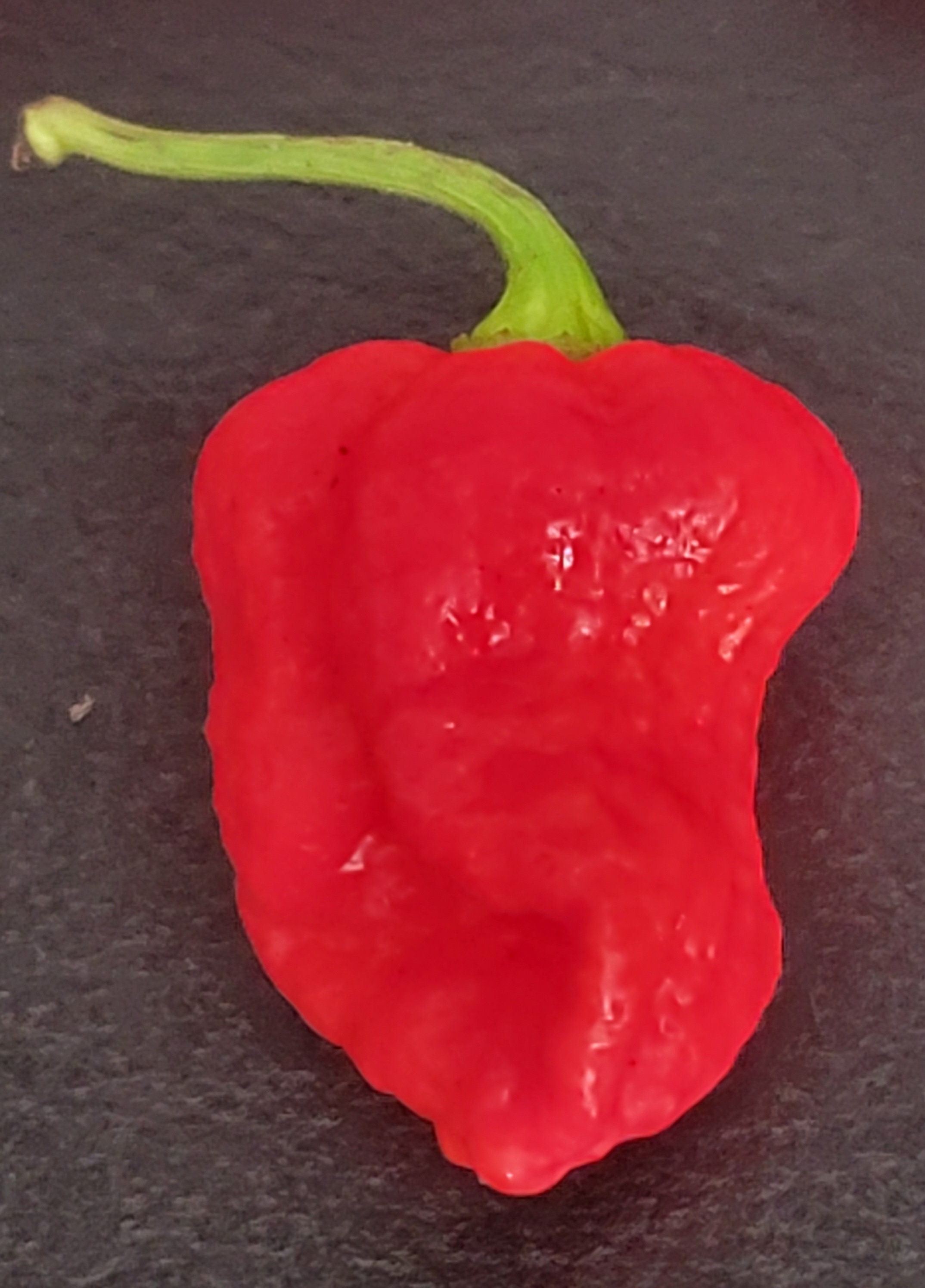 Genghis Khan Pepper Seeds Superhot Pepper Seeds Great Gift Ideas for