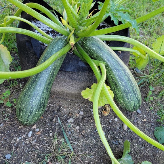 Pezzi - 8x Zucchina Grey Griglia F1 Vecchio Varietà Verdure Giardino Piante - Seme K458 - Seeds & Plants Shop by Ipsa