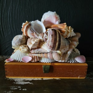 Seashell Assemblage on Cigar Box, Ornate Storage Box, Beach House Decor