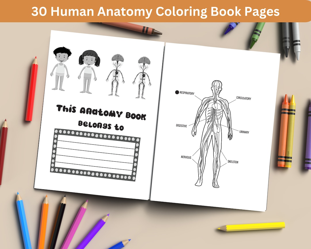 30 Human Anatomy Coloring Pages: Educational and Detailed Designs