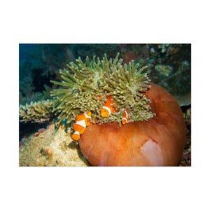 Coral Reef Oasis: Clownfish Family in Emerald Anemone Fine Art Print