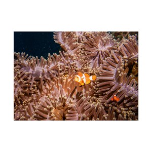 Hidden Treasure: Clownfish Nestled in Mauve Anemone Seascape Print