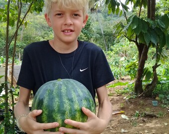 Ezekiel's Landrace In Progress Watermelon Mix