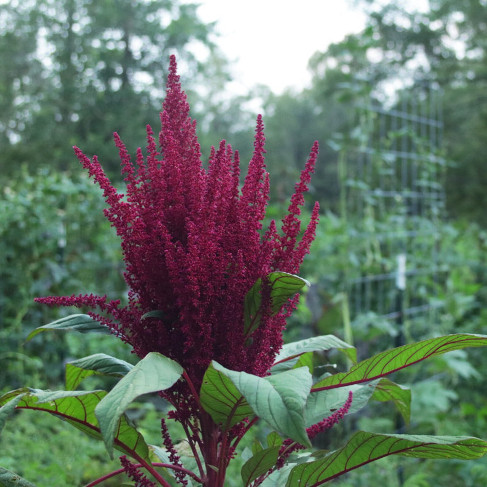 Purple Amaranth Seeds Approximately 100 seeds per packet Etsy