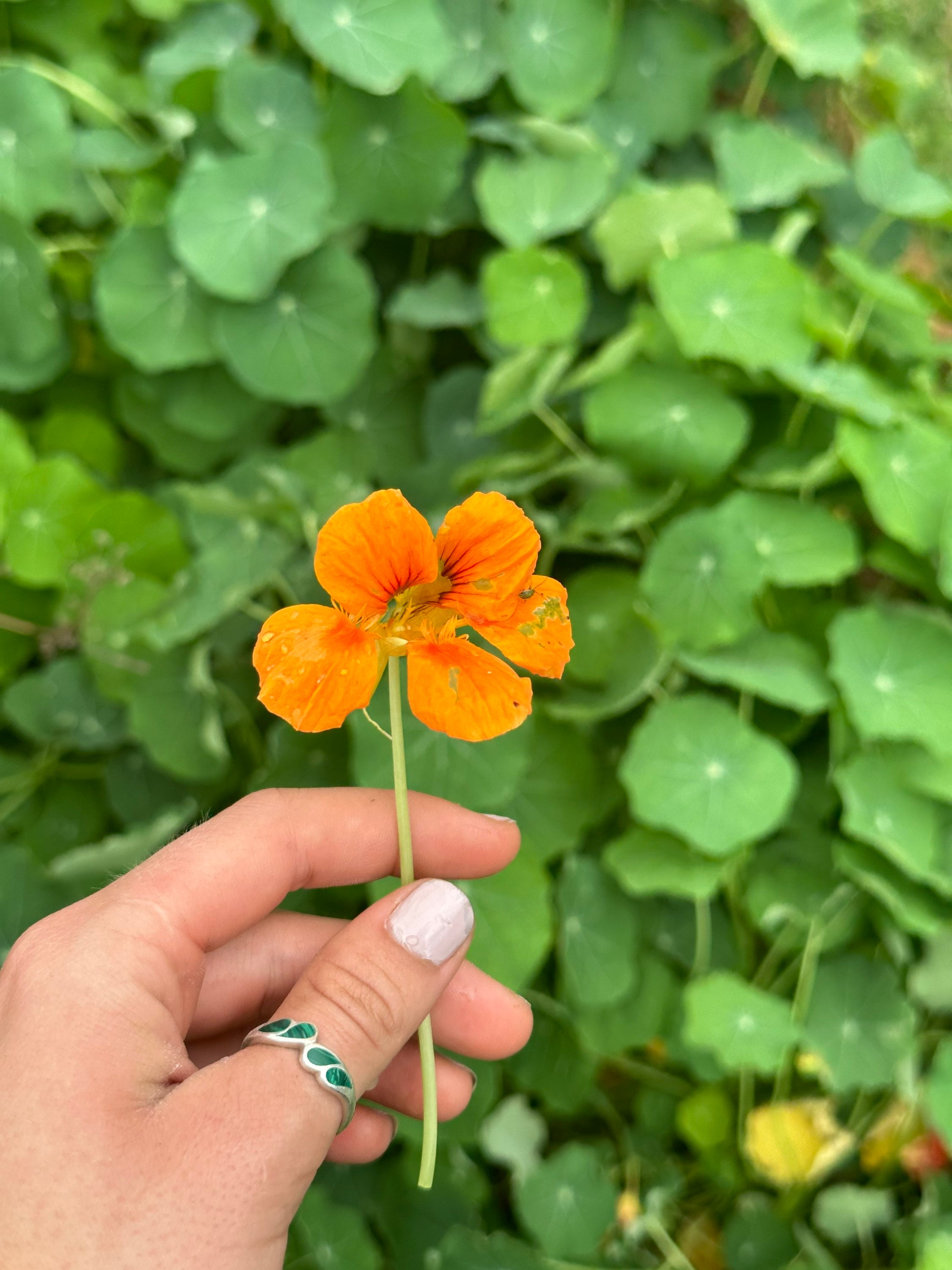 Nasturtium Flower Seeds (Tropaeolum majus) 15 seeds per packet