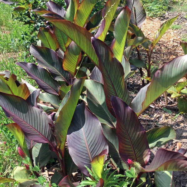 Canna Musaefolia-Rare Canna Lily Limited Run! (3 roots per package)