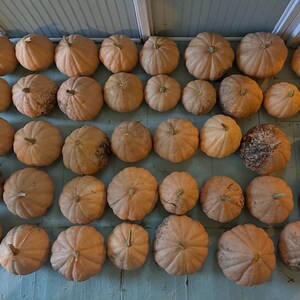 David The Goods Compost Pile Pumpkins 20 Seeds per packet image 3