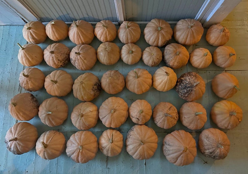 David The Goods Compost Pile Pumpkins 20 Seeds per packet image 3