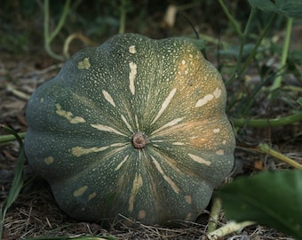 May include: A close-up of a green pumpkin with a unique, ribbed shape. The pumpkin has a central stem and a pattern of light-colored streaks radiating from the center. The pumpkin is surrounded by green foliage and brown earth.