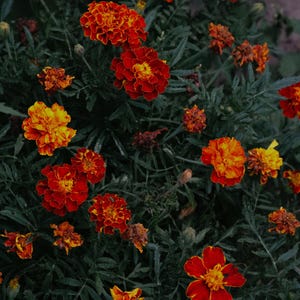 Mixed Marigold Seeds Pesticide Free 30 Seeds