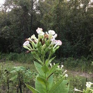 Mixed Tobacco Seeds Approximately 100 Seeds Per Packet Pesticide Free image 2