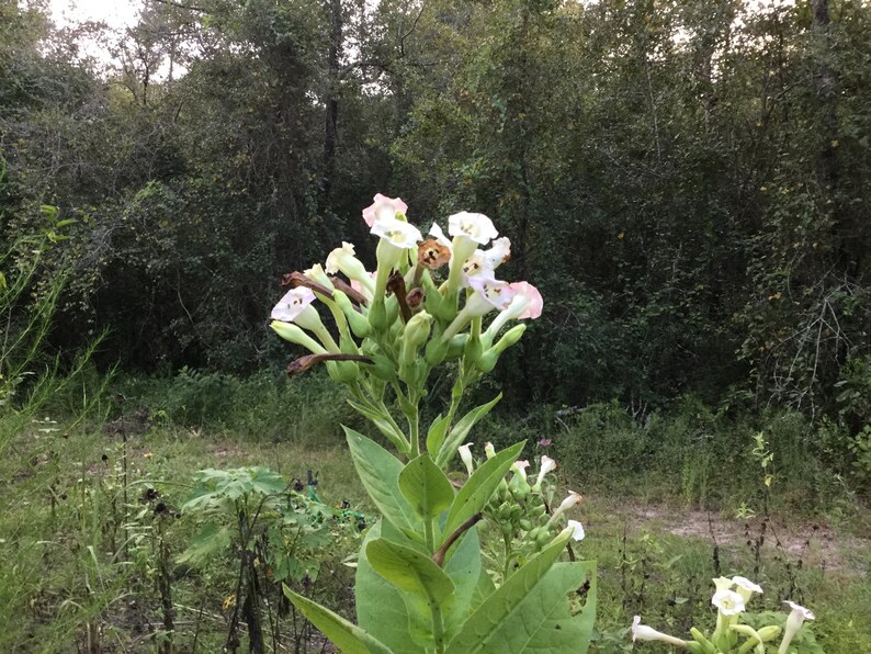 Mixed Tobacco Seeds Approximately 100 Seeds Per Packet Pesticide Free image 2