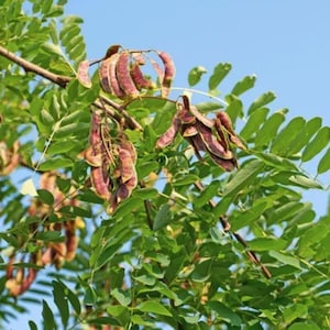 May include: Close-up of a tree branch with green leaves and clusters of reddish-brown seed pods. The pods are elongated and curved, with a textured surface. The background is a clear blue sky.