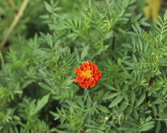 Mixed Marigold Seeds Pesticide Free 30 Seeds