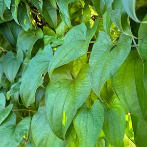 Dioscorea Alata (Greater Yam) Bulbils 3 per order