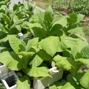 Mixed Tobacco Seeds Approximately 100 Seeds Per Packet Pesticide Free image 1