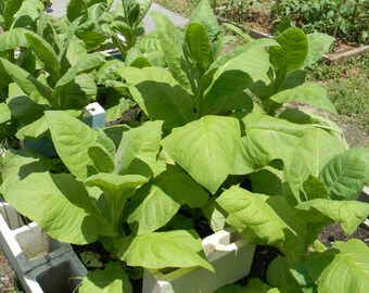 Mixed Tobacco Seeds Approximately 100 Seeds Per Packet Pesticide Free