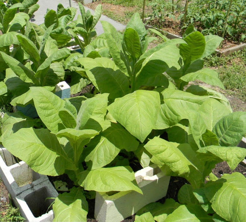 Mixed Tobacco Seeds Approximately 100 Seeds Per Packet Pesticide Free image 1