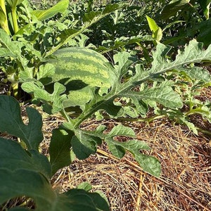 Ezekiel's Landrace In Progress Watermelon Mix image 3