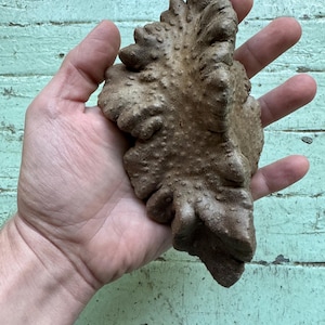 Dioscorea Bulbifera Yam Bulbils EXTREMELY RARE Three per order