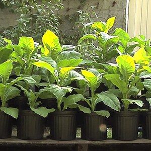 Mixed Tobacco Seeds Approximately 100 Seeds Per Packet Pesticide Free image 3