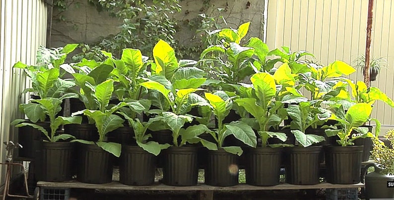 Mixed Tobacco Seeds Approximately 100 Seeds Per Packet Pesticide Free image 3