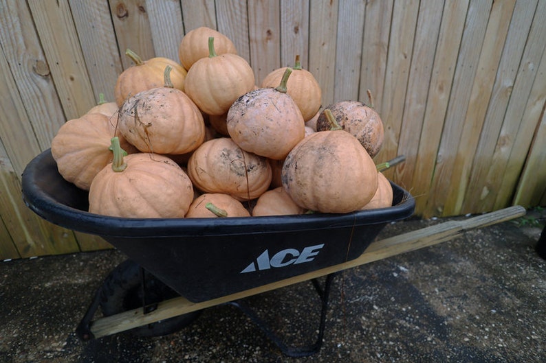 David The Goods Compost Pile Pumpkins 20 Seeds per packet image 2