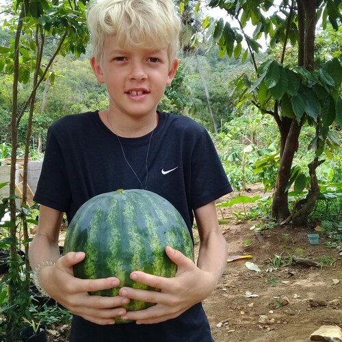 Ezekiel's Landrace In Progress Watermelon Mix