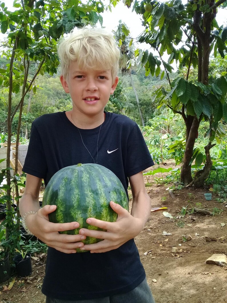 Ezekiel's Landrace In Progress Watermelon Mix image 1