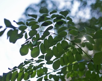 Moringa Seeds 15 per order