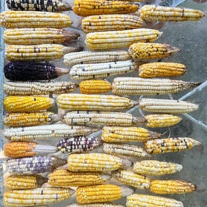 May include: A collection of various corn cobs, showcasing a variety of colors and patterns. The cobs display hues of yellow, white, black, and purple. The arrangement highlights the diversity of corn varieties, with some kernels appearing speckled or striped.