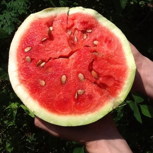 Ezekiel's Landrace In Progress Watermelon Mix image 2