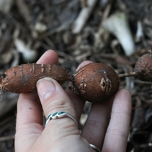 Apios americana &quot;American Groundnut&quot; 3 Tubers Per Order