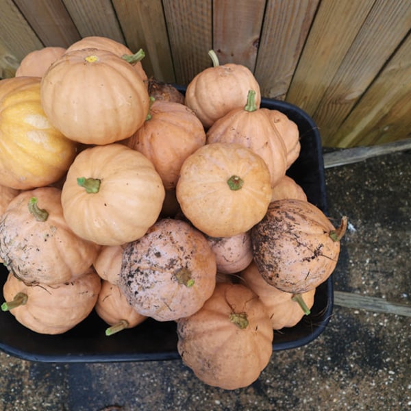 David The Goods Compost Pile Pumpkins 20 Seeds per packet