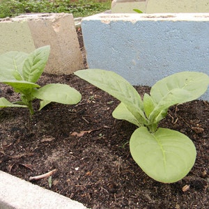 Mixed Tobacco Seeds Approximately 100 Seeds Per Packet Pesticide Free image 4