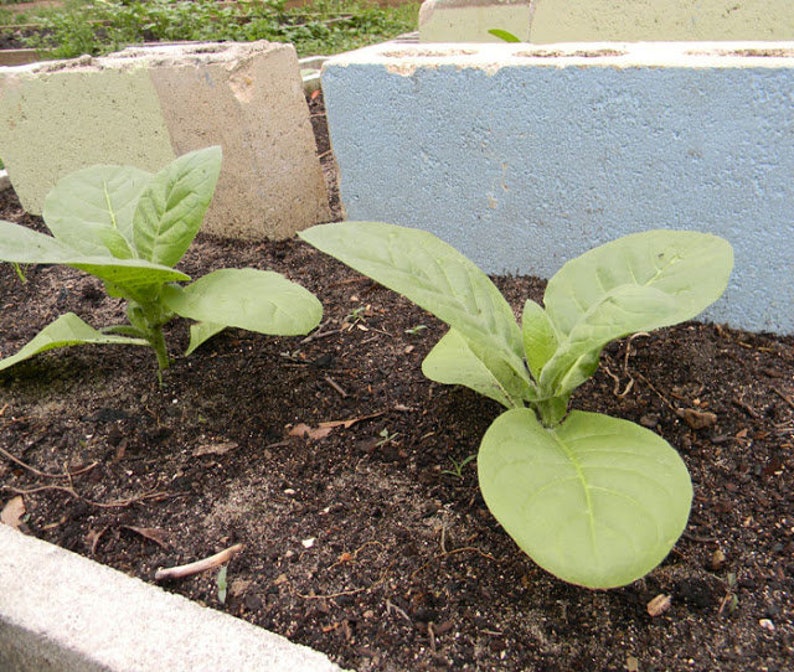 Mixed Tobacco Seeds Approximately 100 Seeds Per Packet Pesticide Free image 4