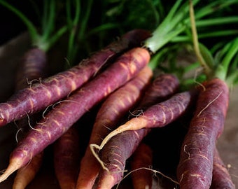 Purple Carrot (Daucus Carota Sativus) Seeds 30 seeds per order
