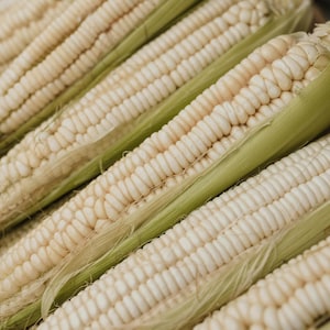 May include: Close-up of several ears of white corn, partially husked, with rows of creamy kernels. The husks are a pale green, and the corn is arranged diagonally, creating a textured, natural food image.