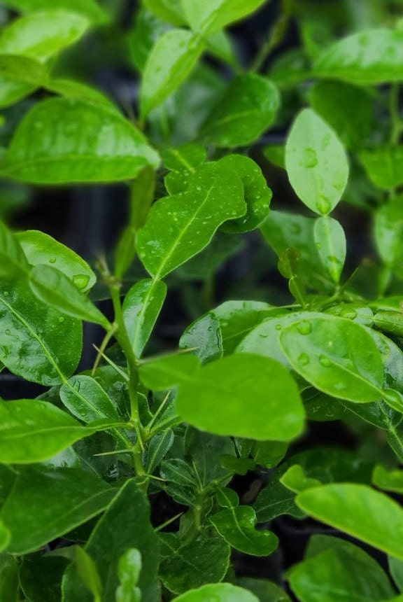 SUMMER SALE *** Kaffir lime plants ***