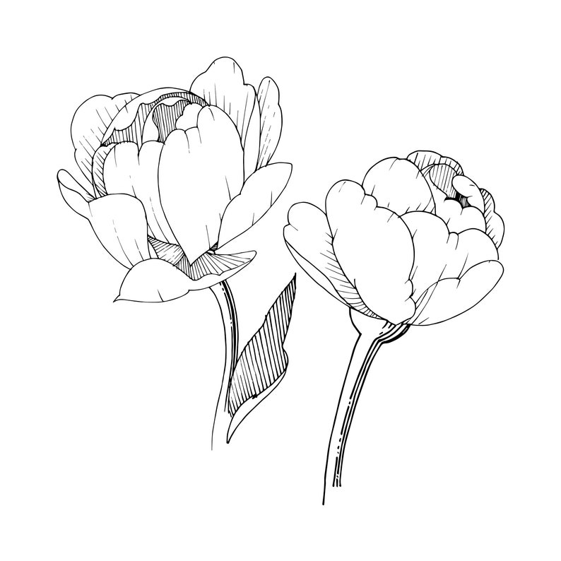 10 Peony Coloring Pages image 3